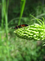Agrothereutina