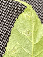 Phylloxera foveola