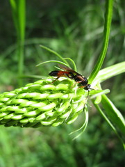 Agrothereutina