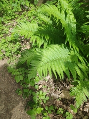 Dryopteris filix-mas