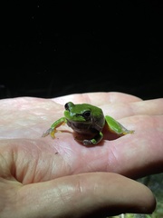 Hyla andersonii
