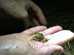 Hyla andersonii
