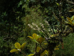Epidendrum blepharistes