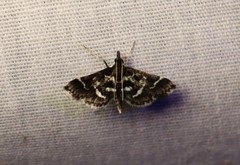 Diasemiodes janassialis