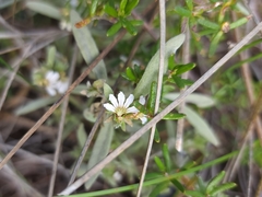 Scaevola canescens