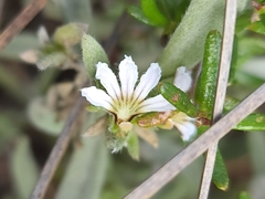 Scaevola canescens