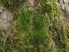 Ptychostomum moravicum