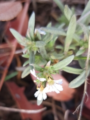 Scaevola canescens