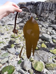 Laminaria digitata