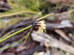 Mesomelaena pseudostygia