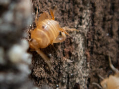 Myrmecophilidae