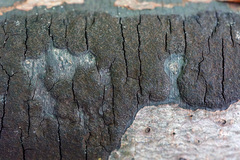 Graphostroma platystomum