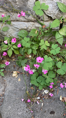 Oxalis articulata