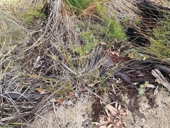 Mesomelaena pseudostygia