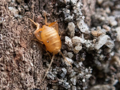 Myrmecophilidae