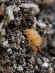 Myrmecophilidae