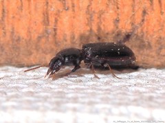 Clivina dentipes