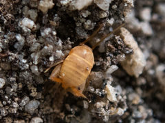 Myrmecophilidae