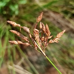 Schoenoplectus subulatus