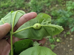 Phylloxera caryaemagna