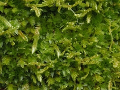 Ptychostomum moravicum