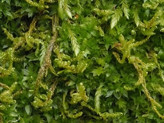 Ptychostomum moravicum