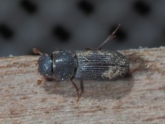 Ataenius gracilis