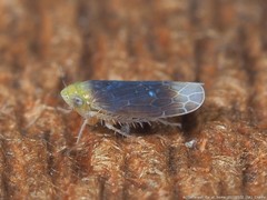 Polyamia apicata