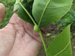 Phylloxera caryaemagna