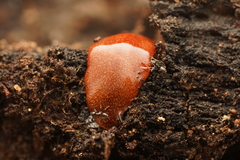 Australopacifica mortoni