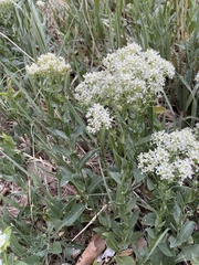 Lepidium chalepense