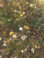 Hysterionica resinosa