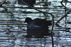 Gallinula chloropus