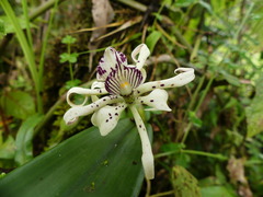 Prosthechea chimborazoensis