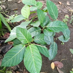 Ficus septica