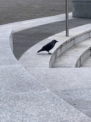 Corvus monedula