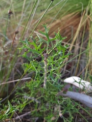 Petrophile macrostachya