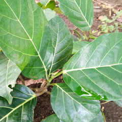Ficus septica