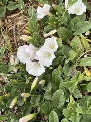 Convolvulus arvensis