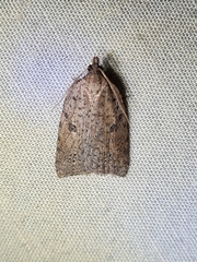Meritastis polygraphana