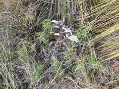 Petrophile macrostachya