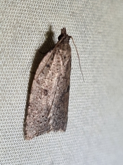 Meritastis polygraphana