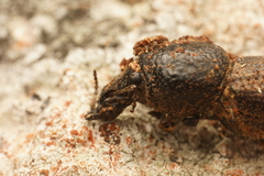 Prostomus murinus