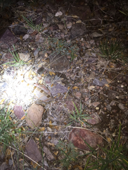 Trimorphodon vilkinsonii