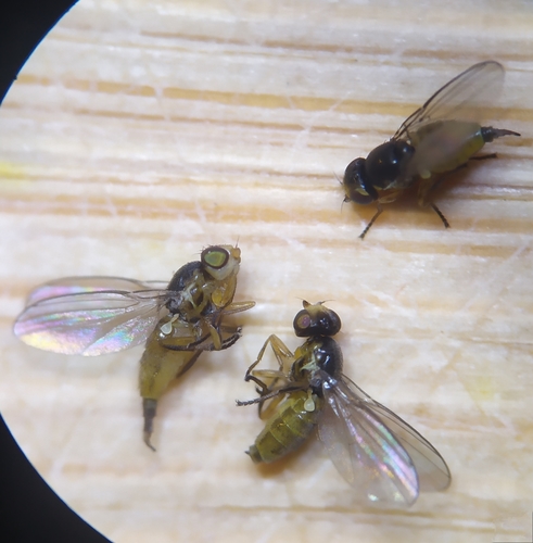 Dicraeus vagans