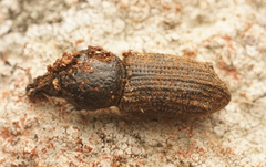 Prostomus murinus