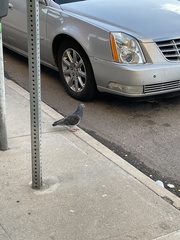 Columba livia domestica