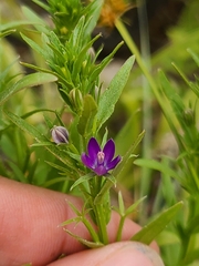 Triodanis leptocarpa