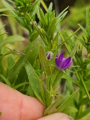 Triodanis leptocarpa