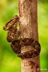 Craspedocephalus malabaricus